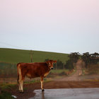 Cow crossing